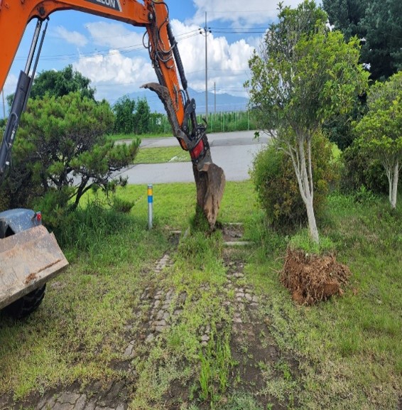 돈나무,산철쭉 이식1
